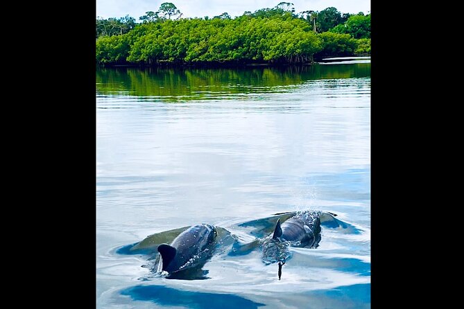 Dolphin, Manatee and Sea Turtle Kayak Adventure - Kayaking and Paddleboarding