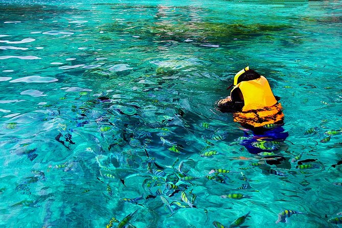 Dolphin, Sea Cave, Captain Cook, Kealakekua Bay Reef Snorkeling - Safety and Health Restrictions
