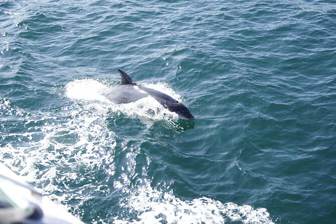 Dolphin Watch & Historical Harbor Tour in St. Augustine - Guest Requirements and Restrictions