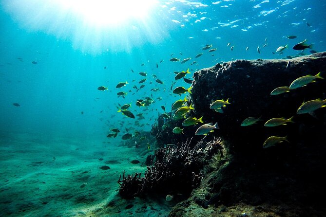 Dolphin Watching and Snorkeling Adventure in Key West - Crew Expertise and Ensuring Guest Comfort