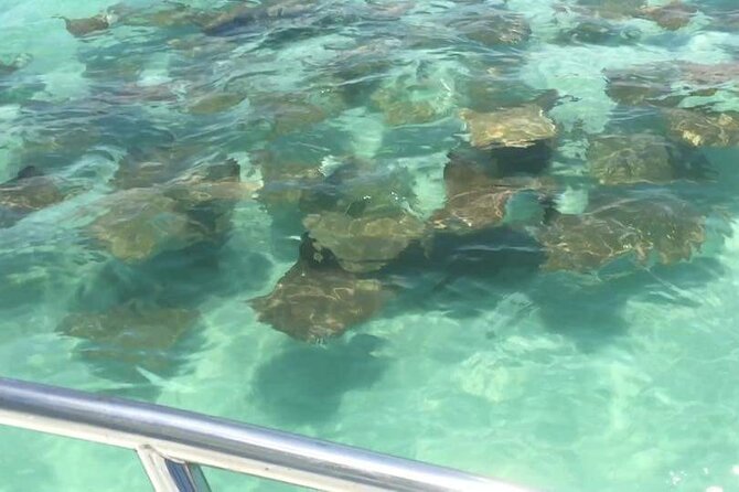 Dolphin Watching Boat Tour Around Anna Maria Island - Meeting Point and Transportation Details
