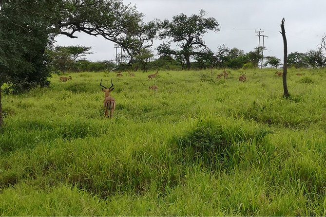 Durban: Big 5 Luxury Safari at an Award Winning Game Reserve — Zeiss Binoculars - Tour Experience