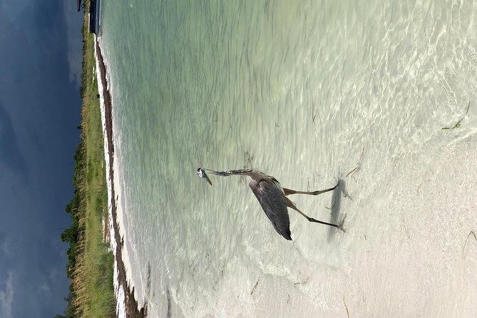 Egmont Key Snorkeling Dolphin Tour - Meeting and Pickup Details