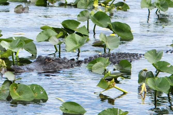 Everglades Airboat Ride and Bus Transfer From Miami Beach - Alligator Show Experience