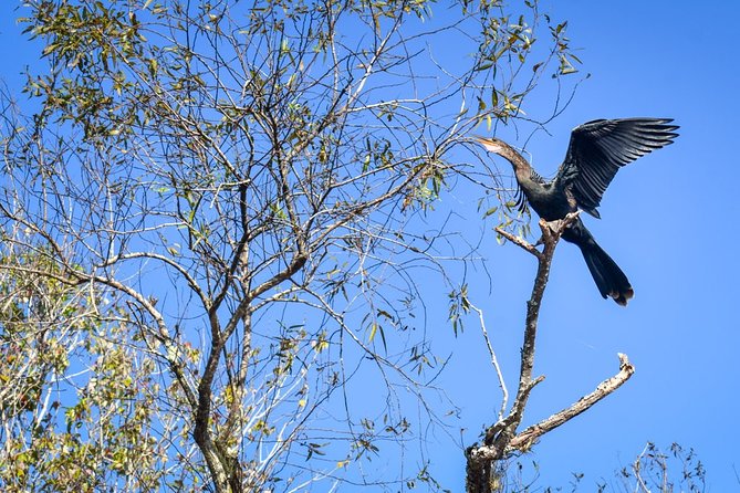 Everglades Guided Kayak Tour - Guide Praise and Recommendations
