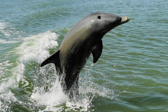 Everglades National Park Dolphin, Birding and Wildlife Boat Tour (2 Hours) - Tour Accessibility