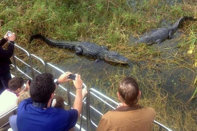 Everglades Tour in Miami - Wildlife Experiences on the Tour