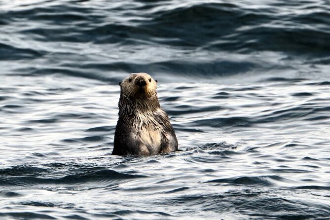 Experience Local Marine Wildlife Tour - Tour Schedule and Availability