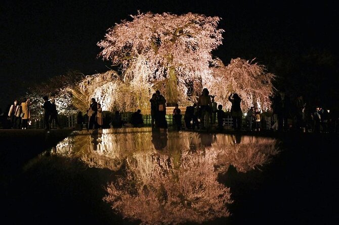 Explore Kyoto's 1,000-Year-Old Nighttime Cherry Blossoms! - Preparing for the Unforgettable Experience