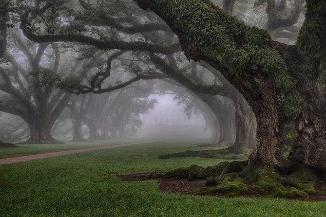 Explore Oak Alley Plantation Guided Tour With Transportation - Customer Feedback and Response
