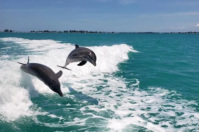 Fins Up - Dolphin & Island Sandbar Adventure in Clearwater Beach - Accessibility and Participation