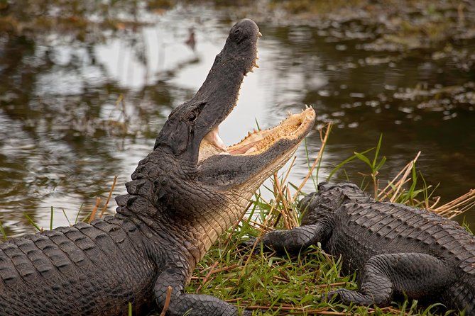 Florida Everglades Airboat Adventure Plus Miami Biscayne Bay Cruise - Biscayne Bay Cruise