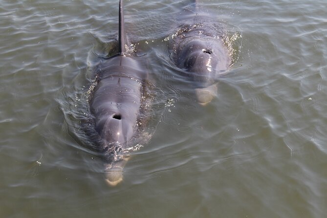 Folly Beach Eco Boat Excursion and Morris Island Drop Off - Discovering Morris Island