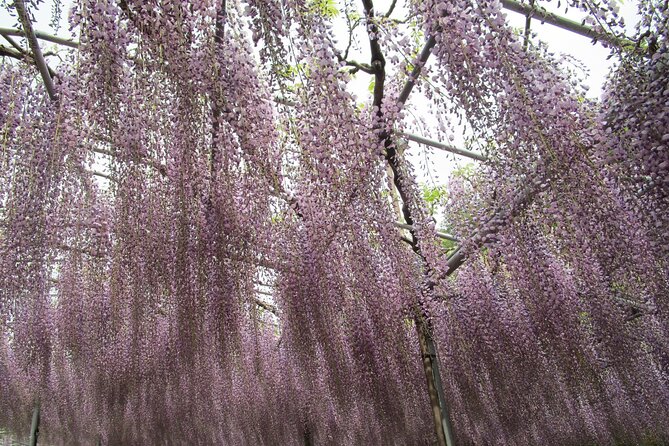 For a Limited Time, Wisteria Festival Ashikaga, 2-12 Guests - Experiencing the Wisteria Tunnel