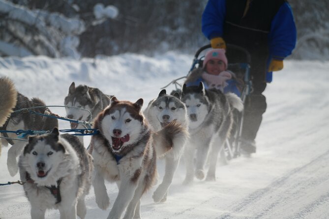 Free Pickup - Alaskan Husky Dog Sledding With Free Photo Service - Accessibility and Health Recommendations