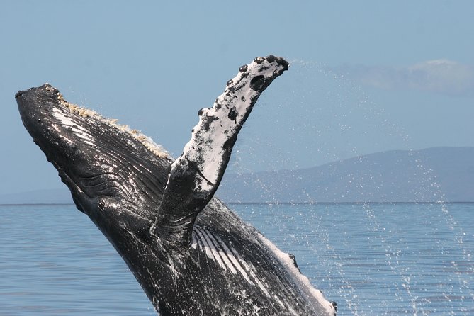 From Maalaea Harbor, Maui: Whale Watch Cruise Aboard Malolo - Pricing Information