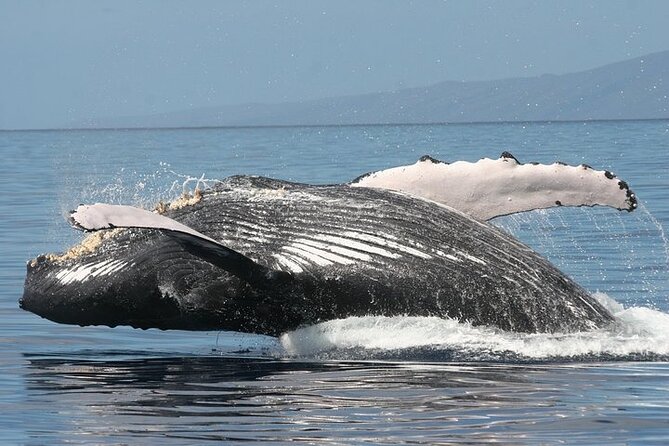 From Maalaea Harbor: Sunset Whale Watch Tour Aboard the Malolo - Safety and Restrictions