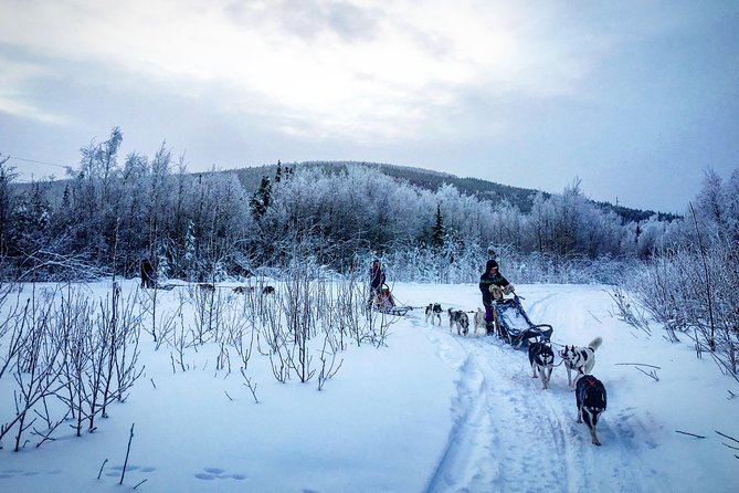 Full Day Drive Your Own Dog Team Dog Sledding Tour - What to Expect
