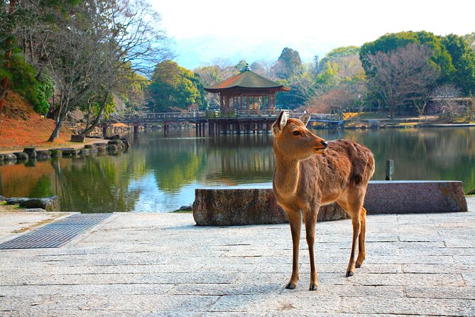 Full Day Tour to Fushimi Inari, Nara Park and Osaka From Kyoto - Nara Park