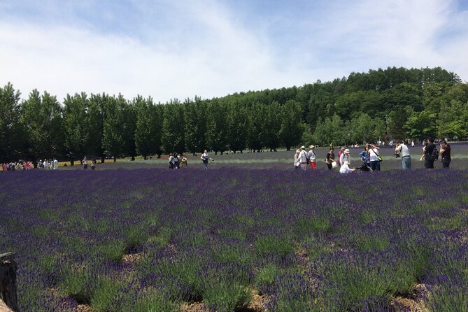 Furano, Biei & Blue Pond Full-Day Private Tour (Up to 21 Pax) - Tour Schedule