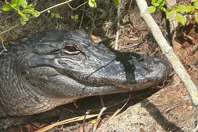 Gator Viewing Clear Kayak Springs Tour - Traveler Information