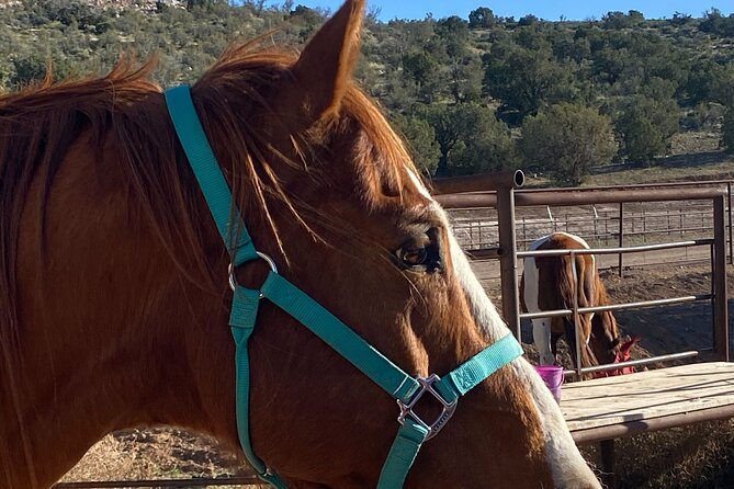 Grand Canyon ATV Tour + Horseback Riding Tour - Transportation and Pickup Information
