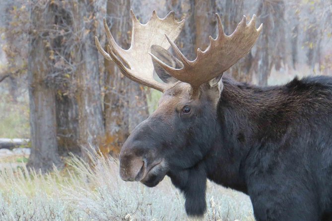 Grand Teton National Park - PRIVATE Full-Day Tour From Jackson Hole - Accessibility and Participation
