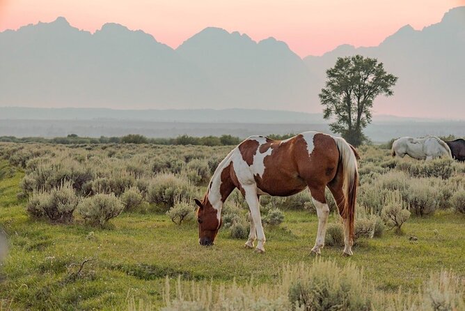 Grand Teton: Private Sunset Tour - Wildlife Sightings and Natural Wonders