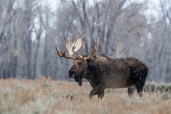 Grand Teton Private Winter Tour - Booking Details