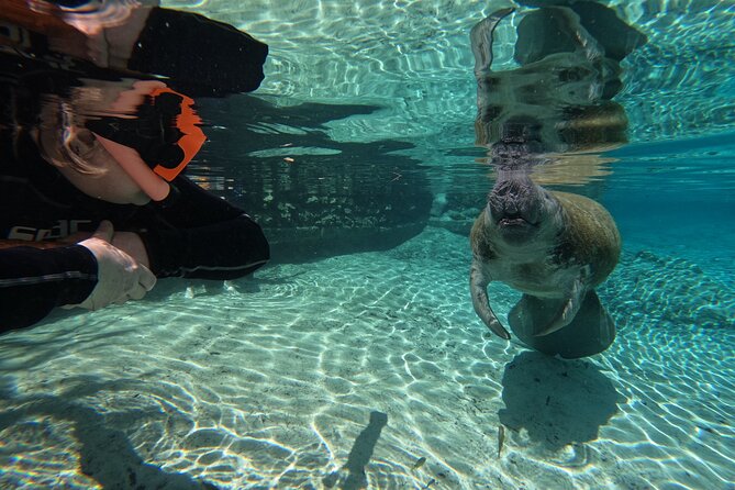 Guided Crystal River Manatee Snorkeling Tour - Participation Requirements