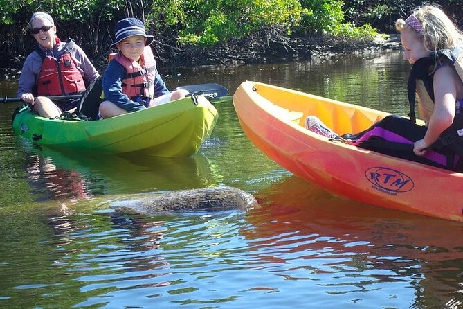 Guided Kayak Dolphin Eco Tour in Pelican Bay - What to Expect on the Tour