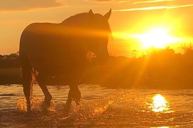 Guided Kayak Tour to See Ponies, Birds, Dolphins and More - Wildlife Encounters