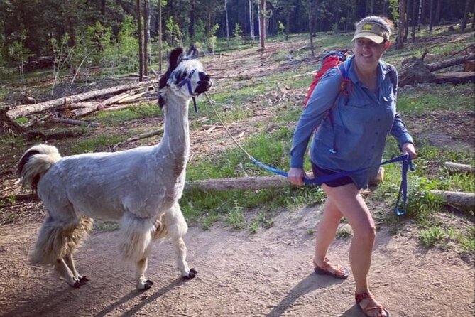 Guided Llama Hike in the Rocky Mountains - Whats Included in Your Hike