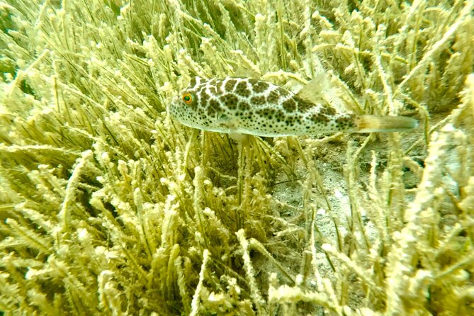 Guided Snorkel Experience, Free Videos in West Palm Beach - Pricing and Inclusions