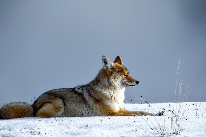 Guided Yellowstone Wildlife Tour - Customer Reviews and Feedback