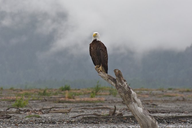 Half-Day Chilkat Bald Eagle Preserve Float Tour - Customer Feedback and Experience