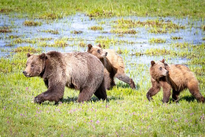 Half Day Group Sunset Wildlife Safari - Booking Information