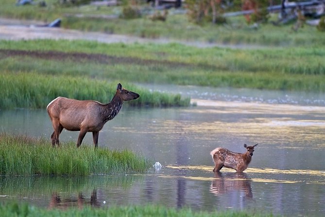 Half Day Private Sunrise Wildlife Safari - Whats Included in the Experience