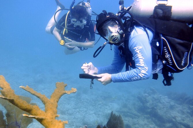 Half-Day Small-Group 2-Tank Scuba Dive in Key Largo (CERTIFIED DIVERS ONLY) - Reviews and Ratings
