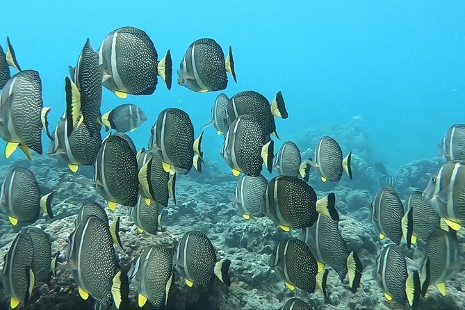 Hanauma Bay Guided Snorkeling Tour With Transportation - Customer Testimonials