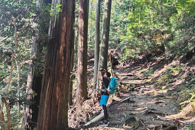 Hiking Kyotos Highest Mountain: Unravel the Mystery of Mt. Atago - The Scenic Route to the Summit