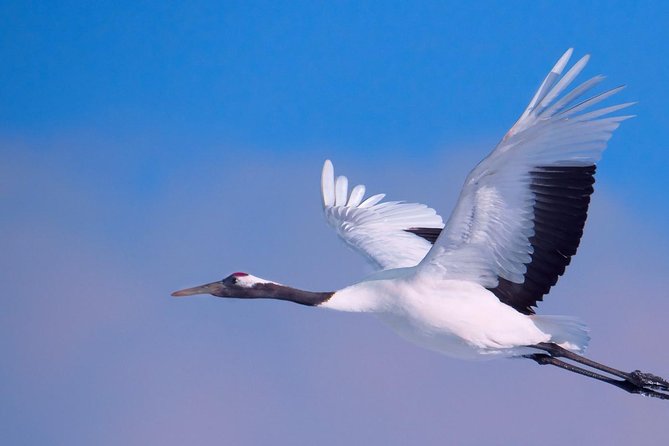 Hokkaido Photo Tour & Workshop-9 Day Tour-February 1-9 - Booking Process