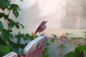 Hotel A Thousand and One Leaves - Exploring La Charité-sur-Loire