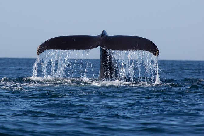 Icy Strait Shore Excursion: Whale Watching Adventure Tour - Onboard Amenities and Comfort