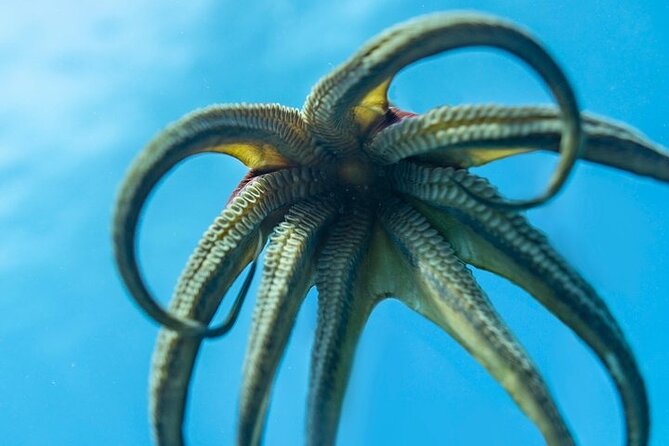 Incredibly Fun 2-Tank Boat Dive From Waikiki -Beginners Welcome - Cancellation Policy and Flexibility