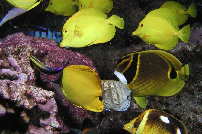 Intro Dive Kaanapali Swim Ability Required - Reviews and Feedback