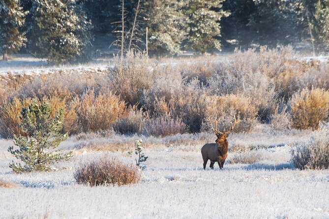 Island Park, Idaho Waterfalls and Wildlife - Guest Reviews and Feedback