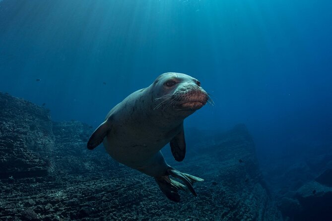 Kauais Exclusive Morning Scuba Charter for Experienced Divers - Health and Safety Requirements