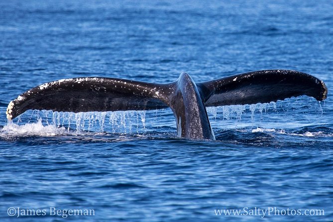 Kauais Ultimate South Side Whale & Dolphin Zodiac Boat Adventure - Included Amenities and Safety Gear