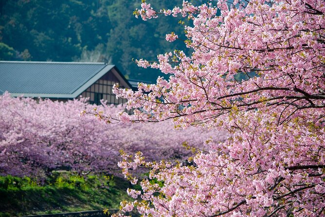 Kawazu Cherry Blossom Sightseeing Tour - Itinerary Changes